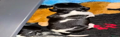 English Springer Spaniel 6
