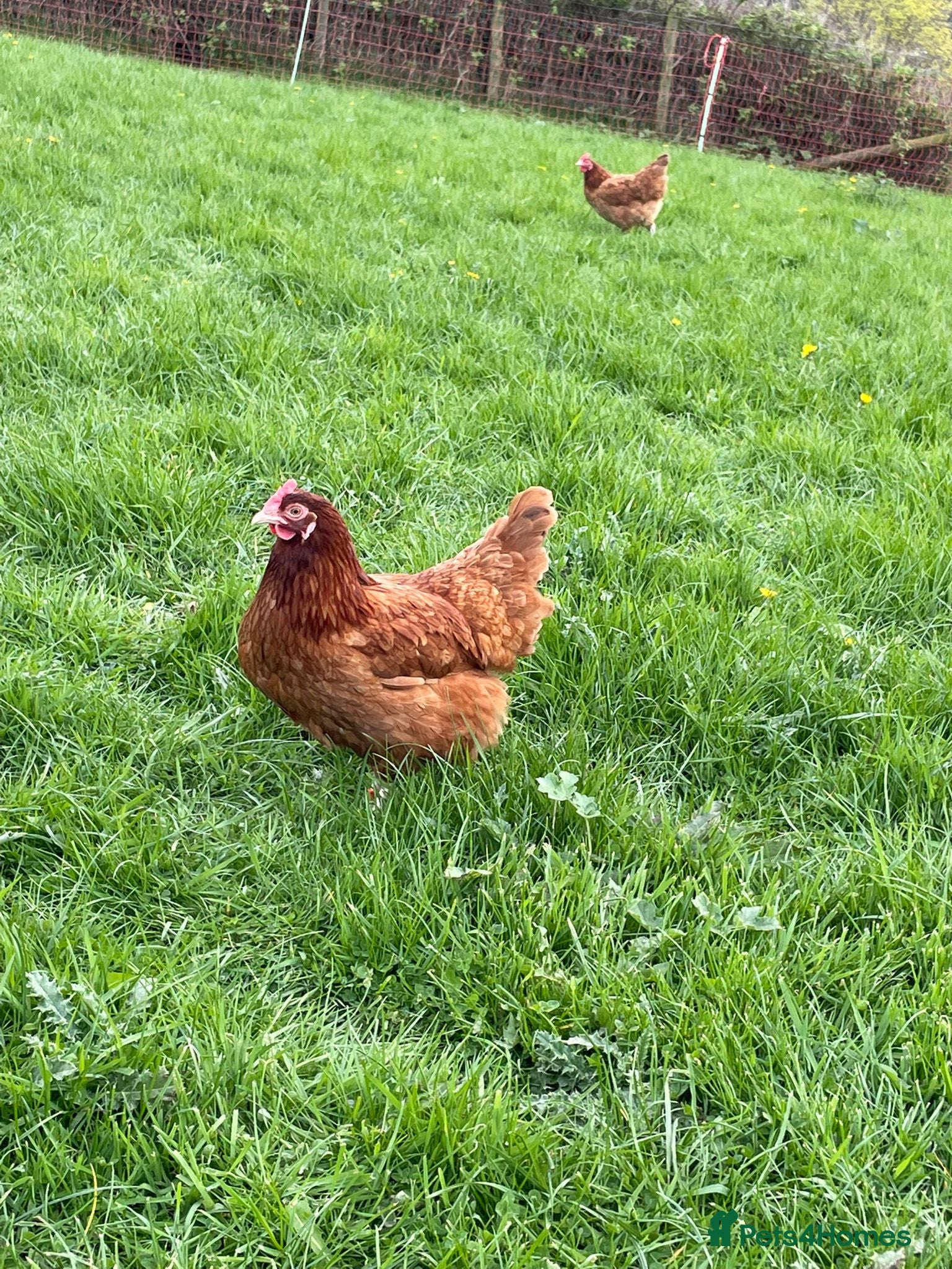 Chickens poultry for sale: POINT OF LAY HENS  - Advert 9