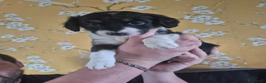 Mixed Breed Puppy 7