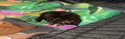 Mixed Breed cats for sale: Gorgeous litter of 6 kittens looking for home in Kilmarnock - Advert 3