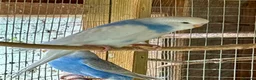 Budgerigars birds for sale: Baby Budgies for sale - Advert 2