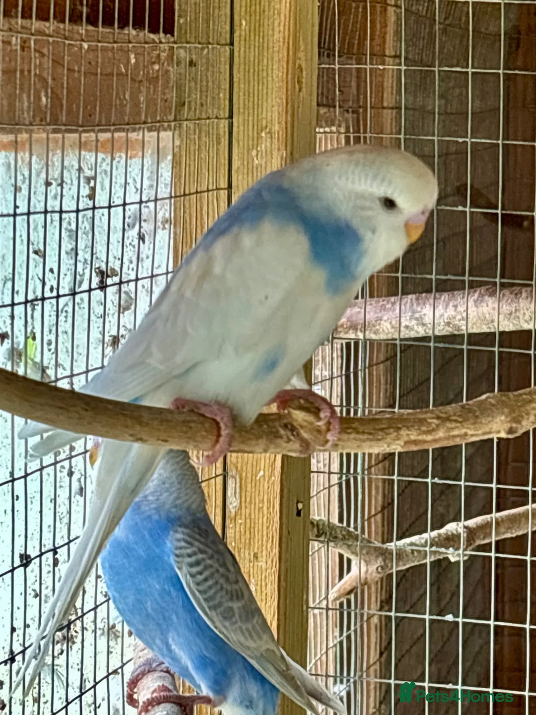 Budgerigars birds for sale: Baby Budgies for sale - Advert 2
