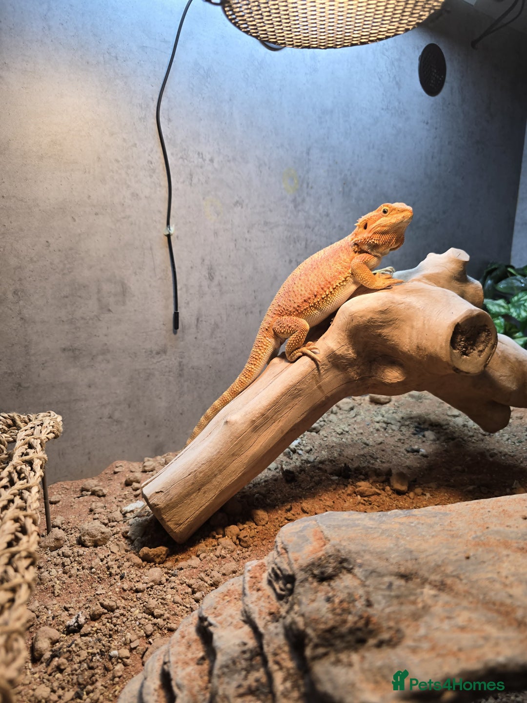 Bearded Dragon reptiles for sale: Bearded Dragon with custom made vivarium  - Advert 2