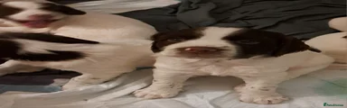 English Springer Spaniel Puppy 4