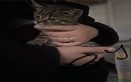 Mixed Breed cats for sale: Kittens for sale  - Image 5
