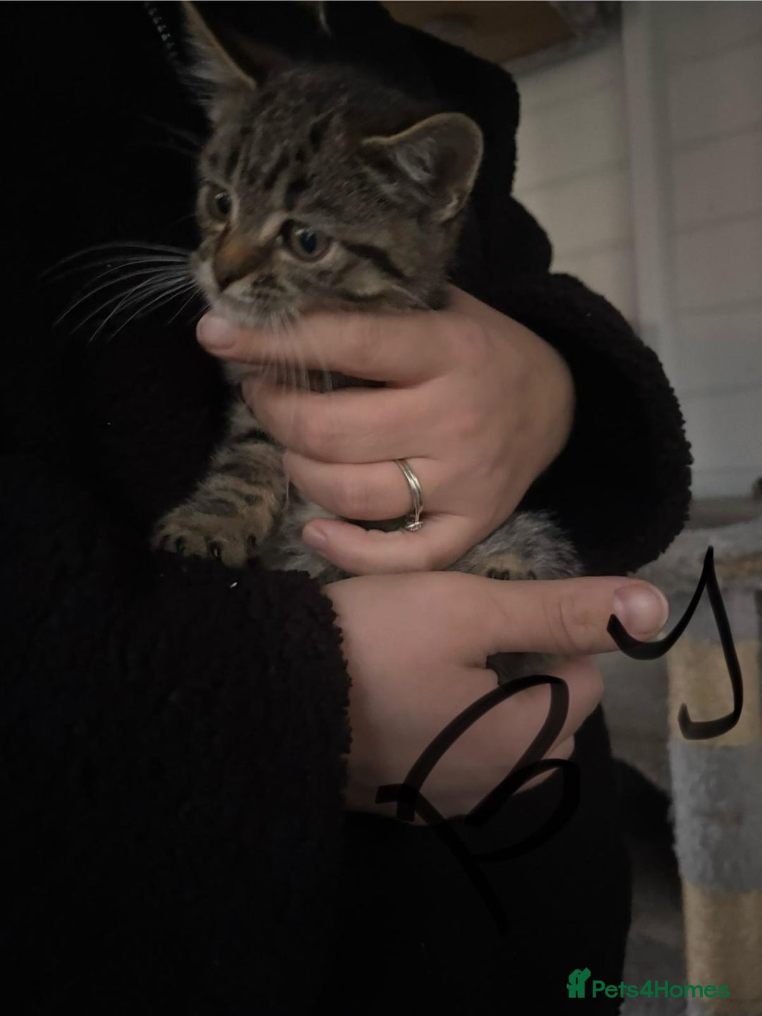 Mixed Breed cats for sale: Kittens for sale  - Image 5