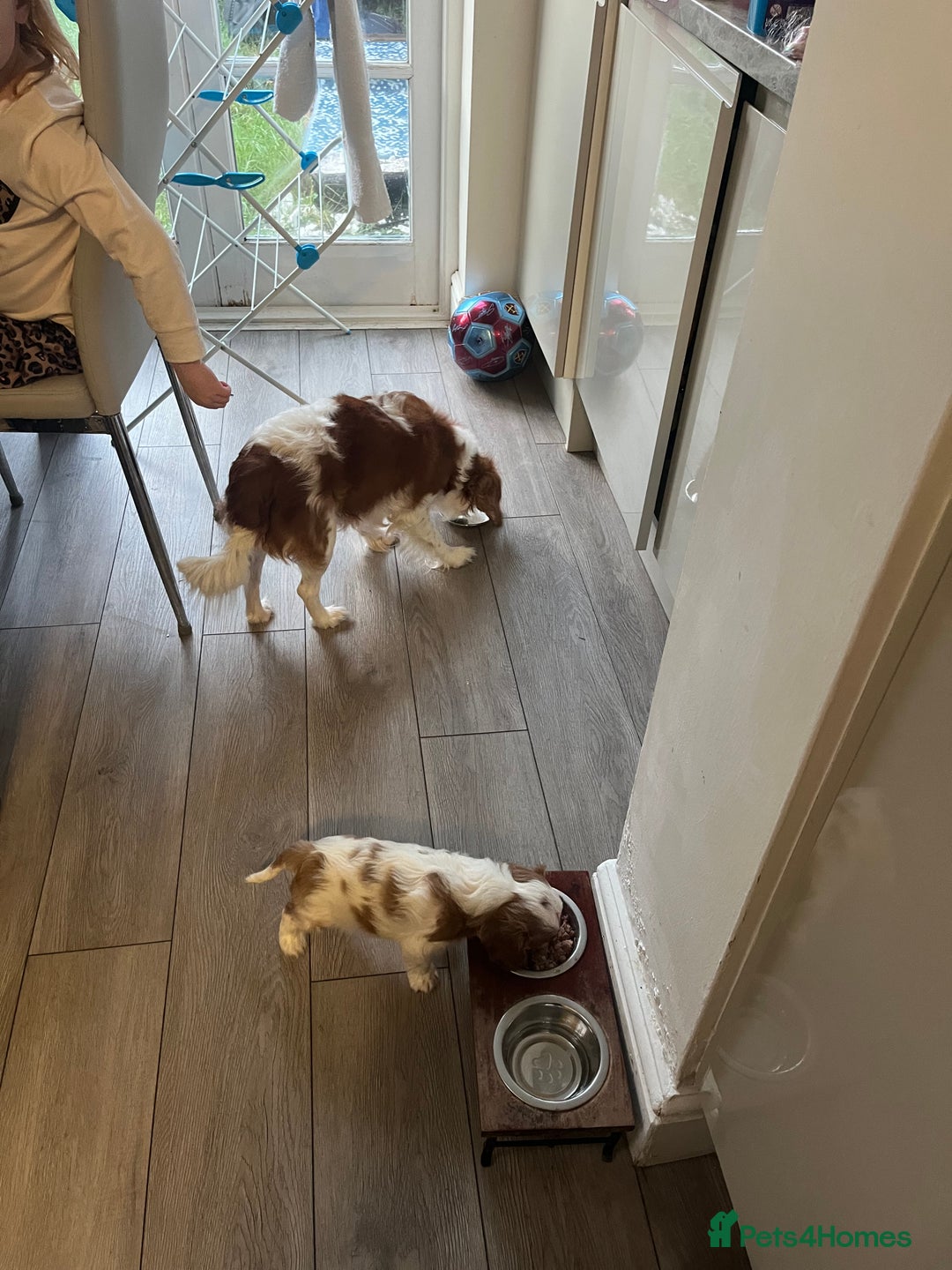Cavalier King Charles Spaniel dogs for sale: Singleton Blenheim Cavalier Boy – Family Raised - Advert 20