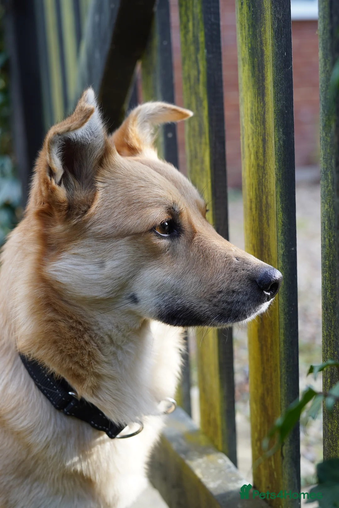 Mixed Breed dogs for sale: Currently in Foster - Eddie  - Advert 5