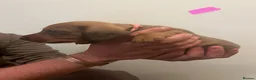 Dachshund dogs for sale: Teckel puppies for sale - Advert 9
