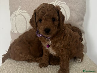 Cockapoo dogs - Advert 32