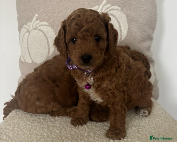 Cockapoo dogs - Advert 11