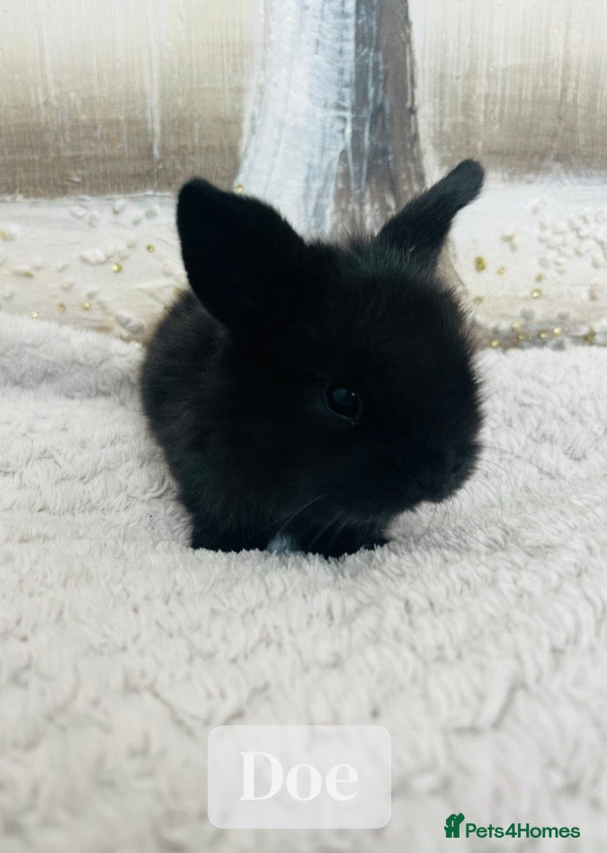 Mini Lop rabbits 🐰Pure Bred Mini Lop Female – Broken Blue White - Advert 1