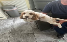 Cocker Spaniel dogs for sale: OUT STANDING  GORGEOUS SHOW TYPE COCKER SPANIEL  - Image 8