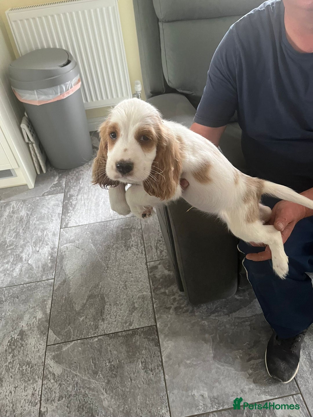 Cocker Spaniel dogs for sale: OUT STANDING  GORGEOUS SHOW TYPE COCKER SPANIEL  - Image 8