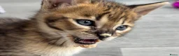 Savannah cats for sale: 🏵️ WORLDS BEST LINES 🏵️ Savannah F2 & F3 Kittens - Advert 14