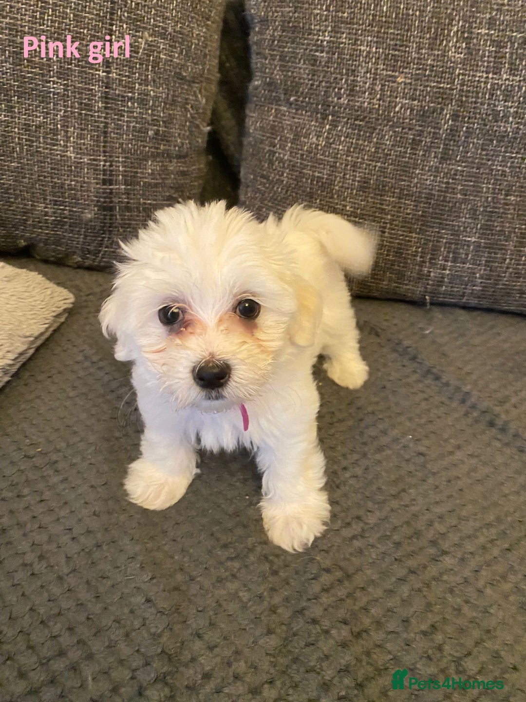 Maltese dogs for sale:  Adorable Maltese Puppies - Image 9