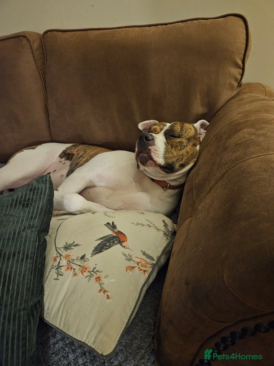 American Bulldog dogs for sale: American Bulldog/staffy - Image 2