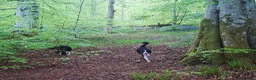 Border Collie dogs for sale: 2 border collies for new home in Ayr - Advert 3