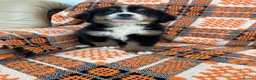 Bernese Mountain Dog dogs for sale: Stunning boys and girls - Advert 2