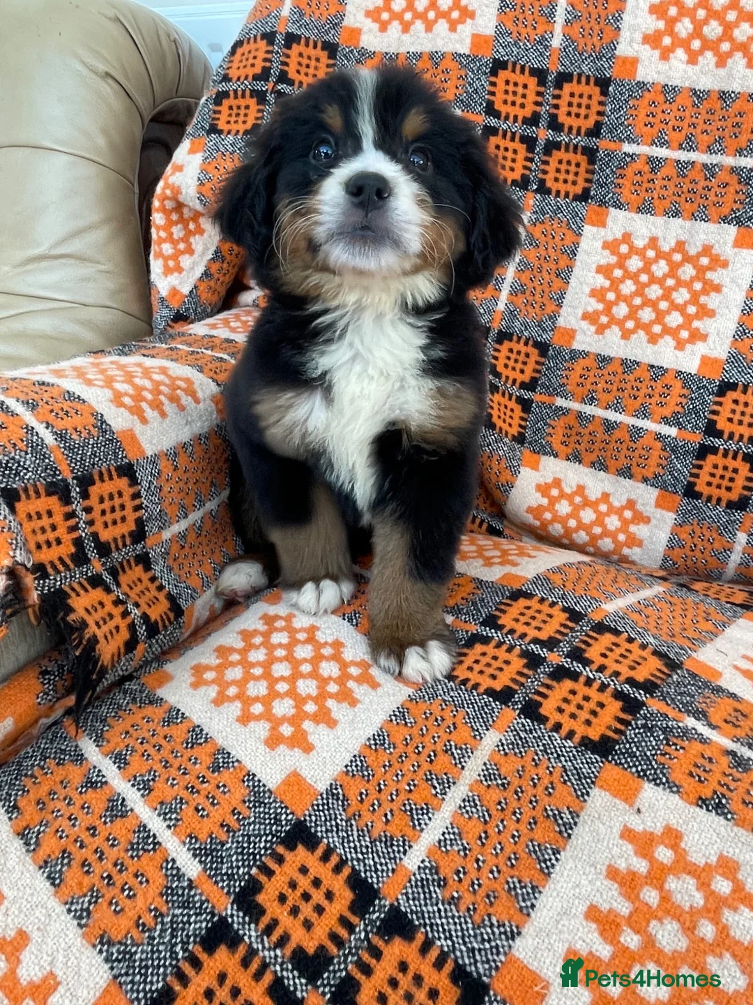 Bernese Mountain Dog dogs for sale: Stunning boys and girls - Advert 2