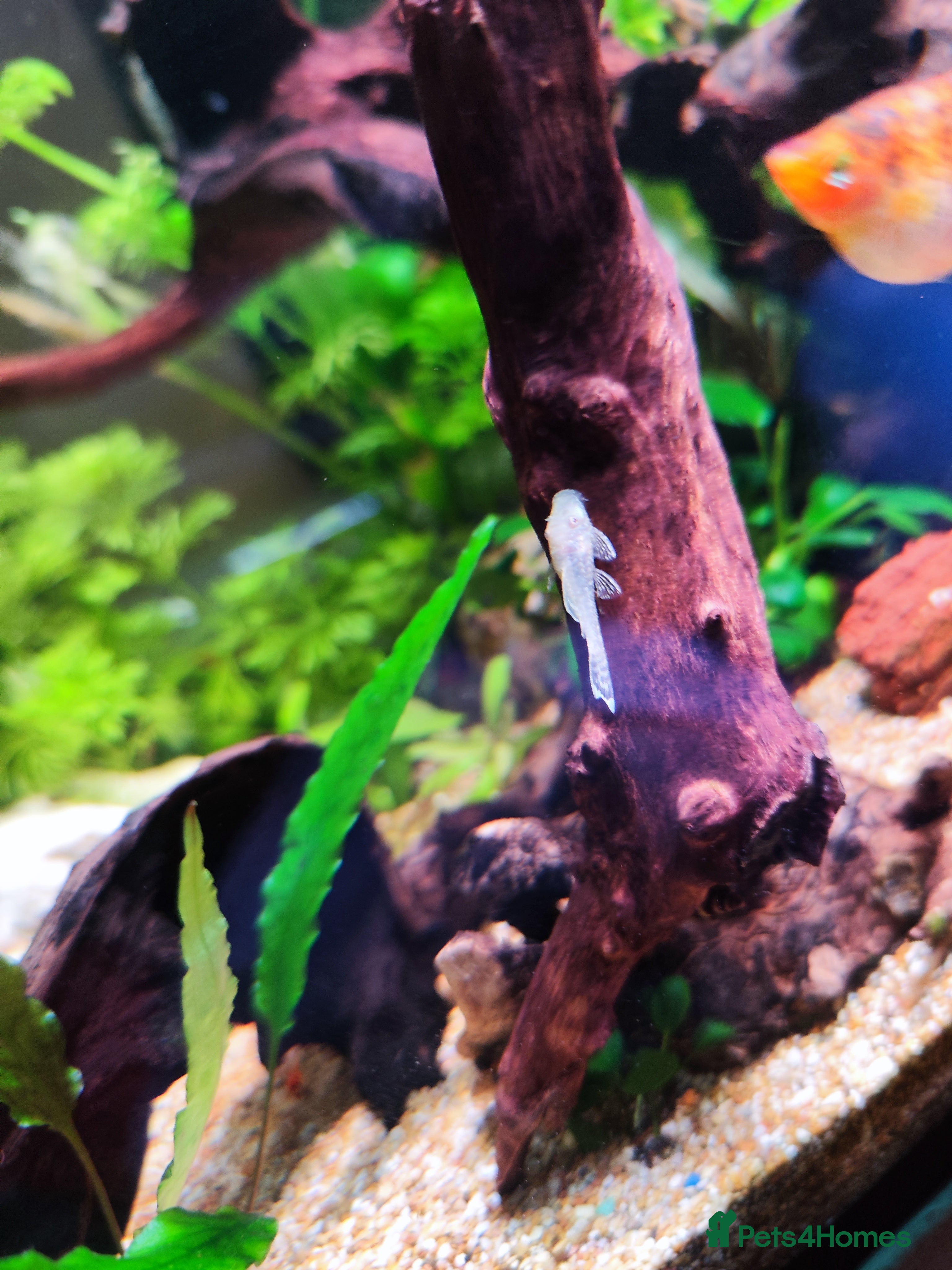 Plecos fish Mixed breed bristlenose plecos - Advert 2