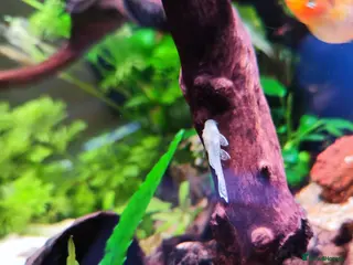 Plecos fish Mixed breed bristlenose plecos - Advert 2