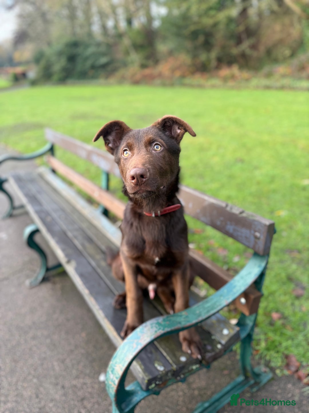 German Shepherd dogs for sale: Liver & Tan German Shepherd Young, Male, Trained  - Advert 16