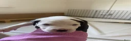 Mixed Breed dogs for sale: Amazing American Staffordshire pups for sell in Woodford Green - Advert 10