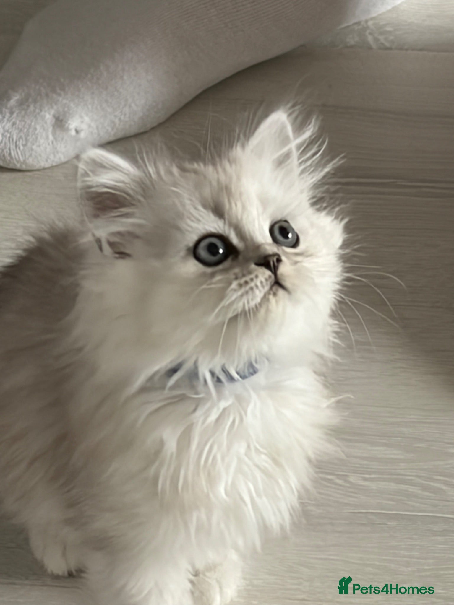 Persian cats Persian Kittens  - Advert 2