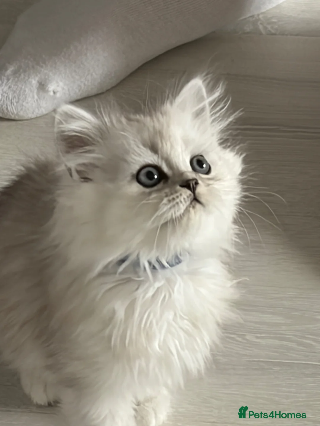 Persian cats for sale: Persian Kittens  - Advert 2