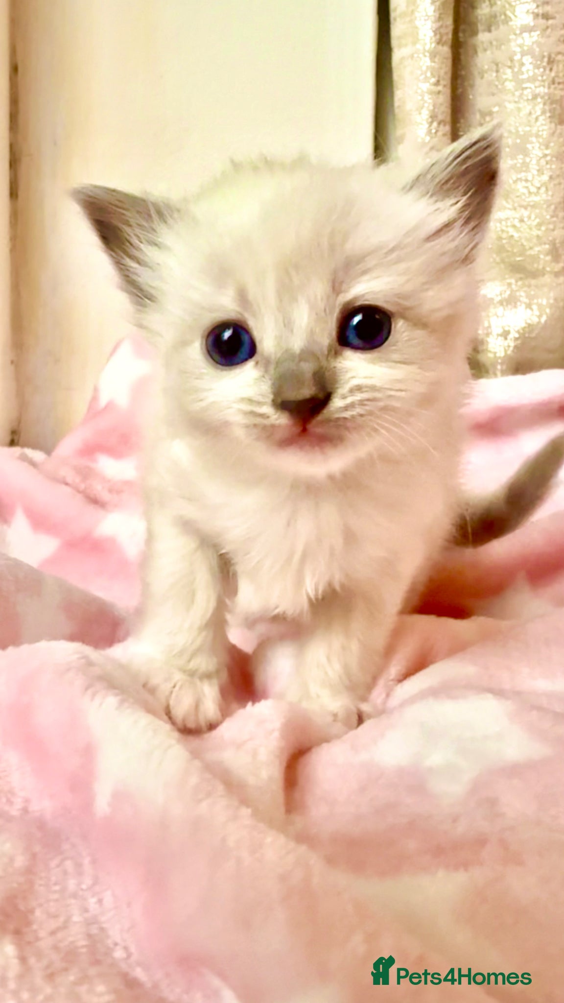 Ragdoll cats Stunning Ragdoll kittens Blue Colourpoint  - Advert 5