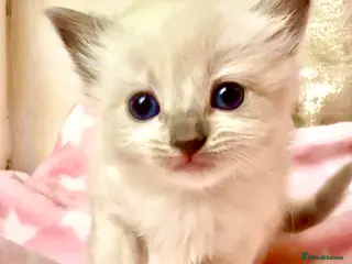 Ragdoll cats Stunning Ragdoll kittens Blue Colourpoint - Advert 5