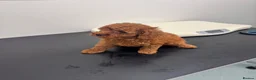 Cavapoo dogs for sale: Last 3 deep red cavapoos  - Advert 4