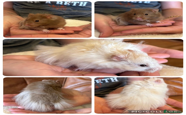 Hamster rodents - Advert 4