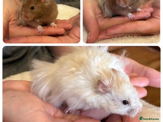 Hamster rodents - Advert 11