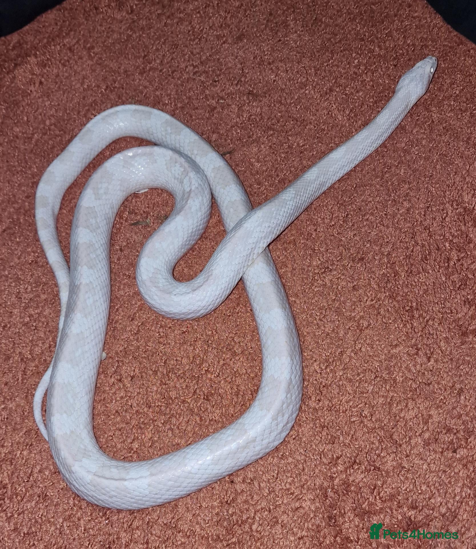 Corn Snake reptiles Male snow corn snake - Advert 1