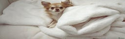 Chihuahua dogs for sale: Beautiful Cream & chocolate tan Chihuahuas! - Advert 11