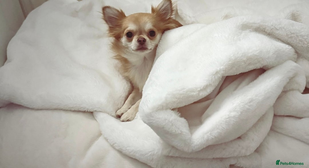 Chihuahua dogs for sale: Beautiful Cream & chocolate tan Chihuahuas! - Advert 11