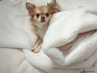 Chihuahua dogs Beautiful chihuahua litter due! - Advert 2