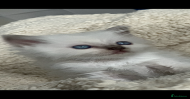 Ragdoll cats 🎀🎀 GCCF STUNNING BABIES 🦋🦋 - Advert 11