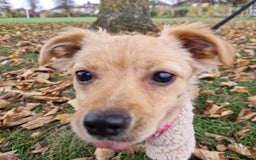 Mixed Breed dogs for adoption: Riele  - Image 9
