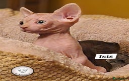 Sphynx cats for sale: Adorable Canadian Sphynx – Champion line - Image 12
