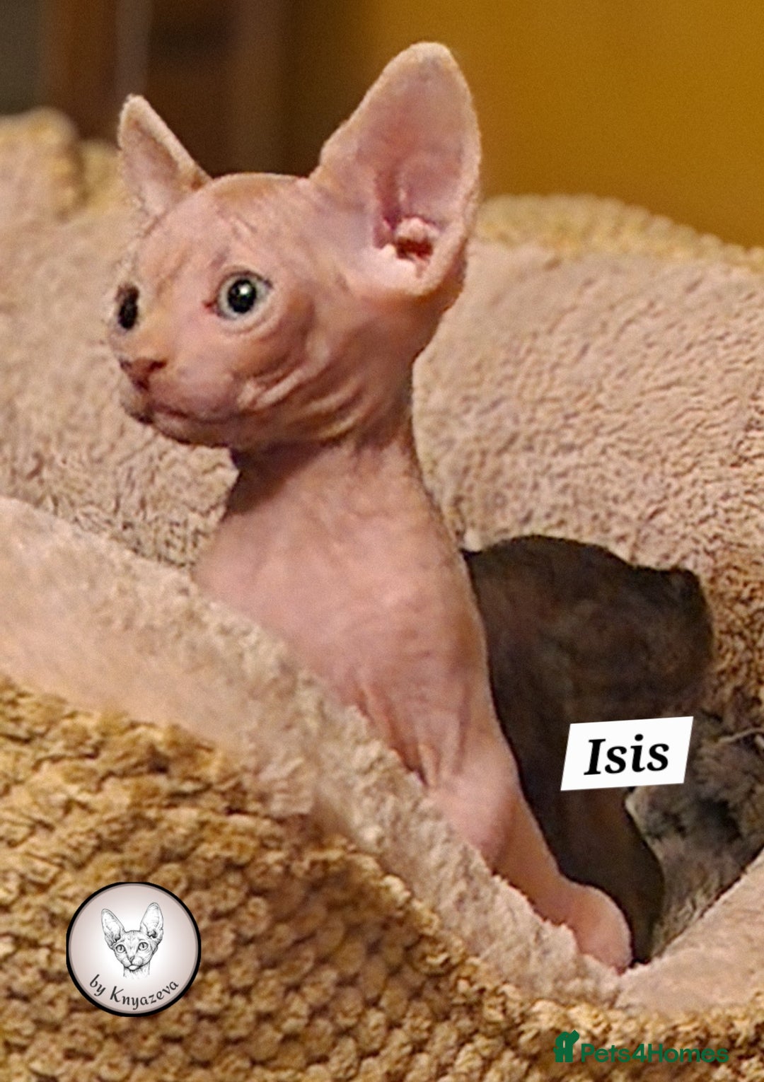 Sphynx cats for sale: Adorable Canadian Sphynx – Champion line - Image 12