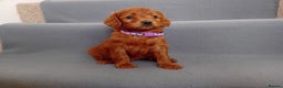 Goldendoodle dogs for sale: Gorgeous F1b Goldendoodles - Advert 8