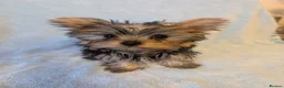 Yorkshire Terrier dogs for sale: Yorkshire Terrier ready for new home  - Advert 19