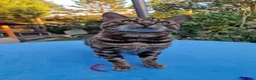 Bengal cats for stud: Bengal cat for stud, Fabio. - Advert 3