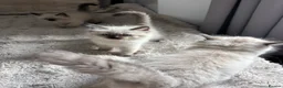 Ragdoll cats for sale: Pure Ragdoll kittens - Advert 3