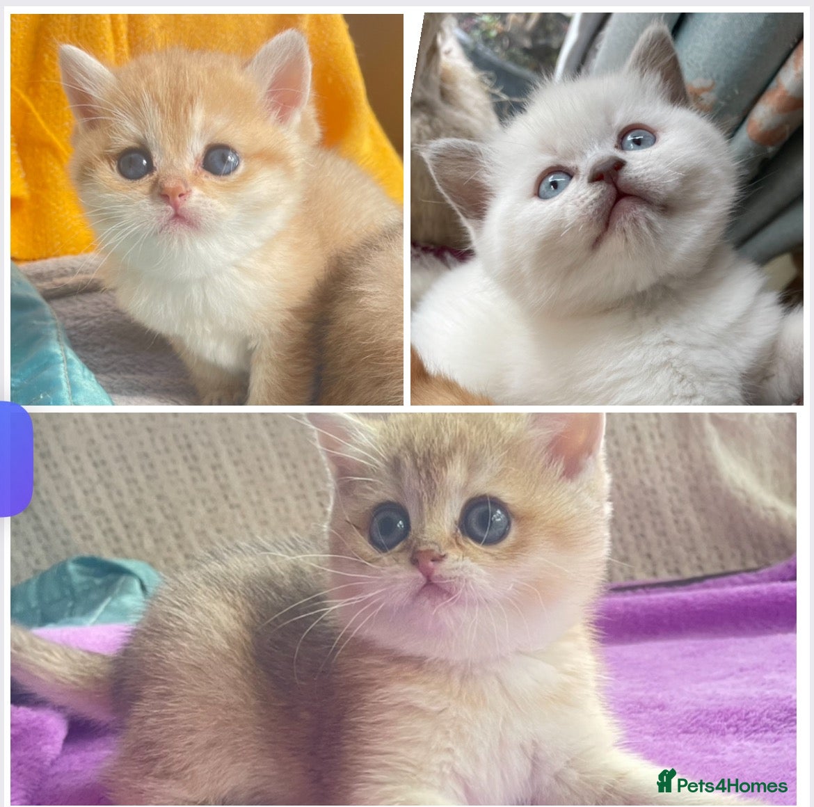 British Shorthair cats Gorgeous Pure breed golden British shorthair  - Advert 11