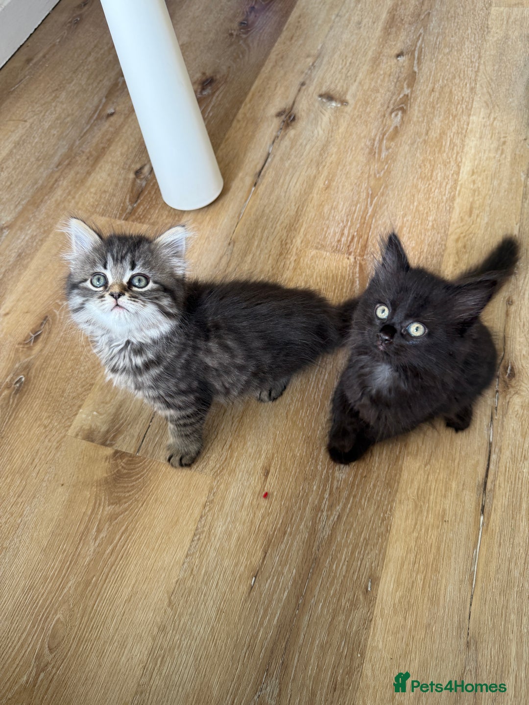 Persian cats for sale: Persian / British shorthair mix 🩷8 weeks old 🩷 - Image 21