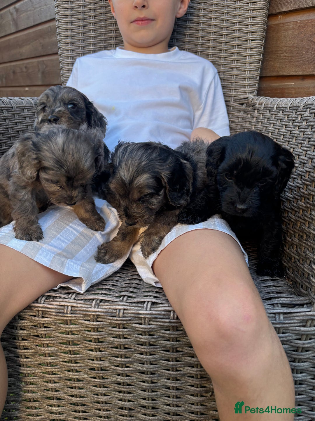 Cockapoo dogs for sale: Gorgeous cockapoo puppies - Image 16